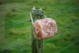Fence-Mounted Himalayan Salt Lick